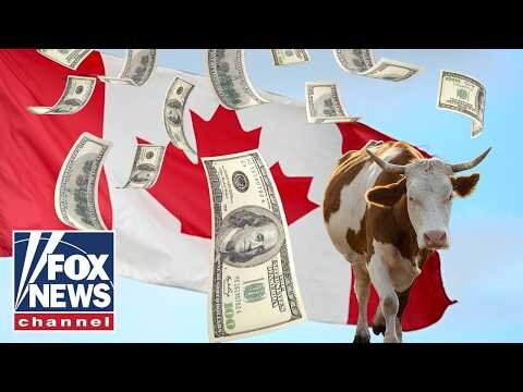 HOLY COW: US-Canada tariff war EXPLODES amid concerns of beef prices