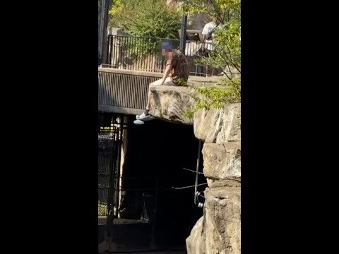 Man arrested after entering St. Louis Zoo tiger enclosure