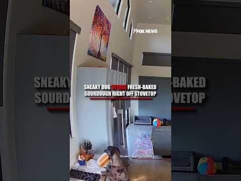 Dog steals fresh-baked sourdough right off stovetop #shorts #fox #media #dog