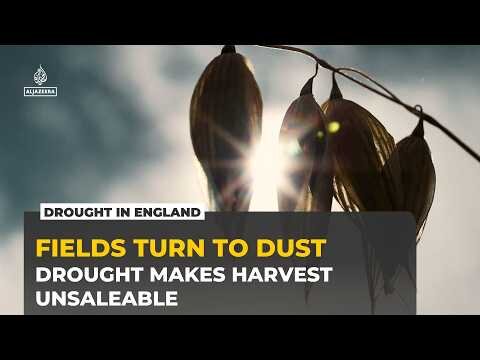 Driest July on Record: English Farmers Count the Cost
