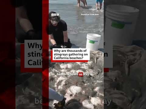 Hundreds of stingrays inundate California beach ahead of expected El Niño surge #BBCNews