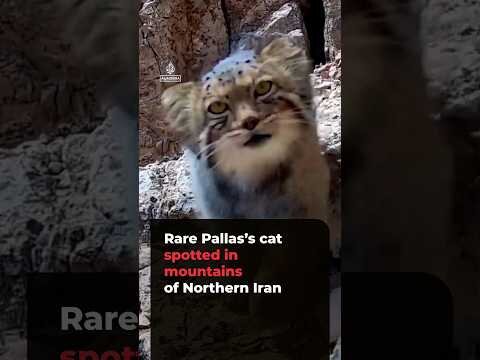 Rare Pallas’s cat captured on camera in northern Iran mountains