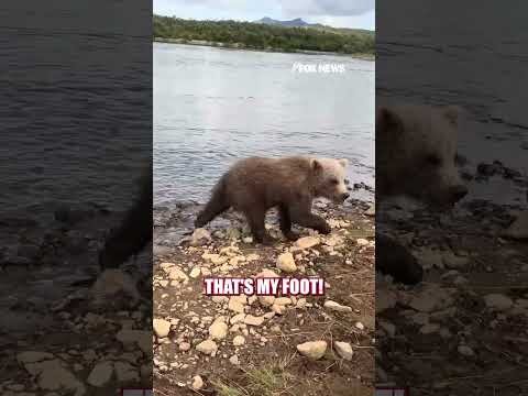 Baby bear stops to nibble on wildlife photographer's shoe #shorts