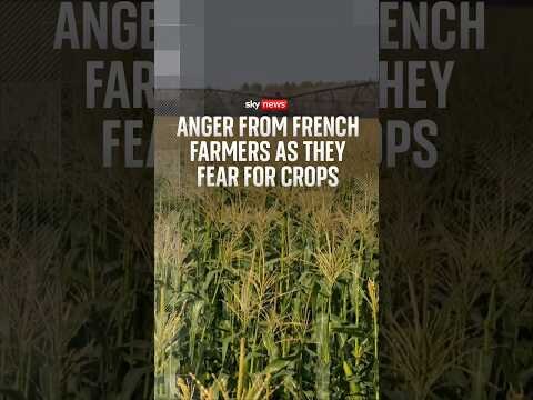 Anger from French farmers as they fear for crops