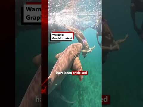 Influencers getting 'too close' to sharks, scientists warn. #Sharks #BBCNews