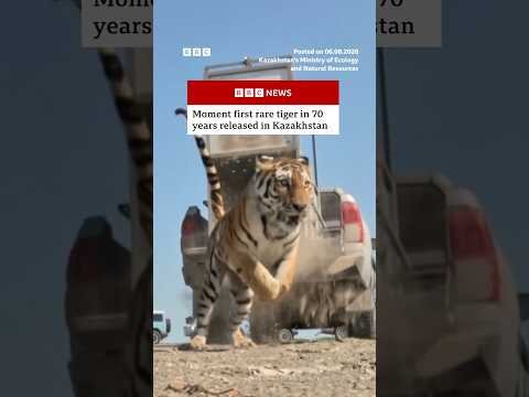 First rare tiger in 70 years released in Kazakhstan. #BBCNews