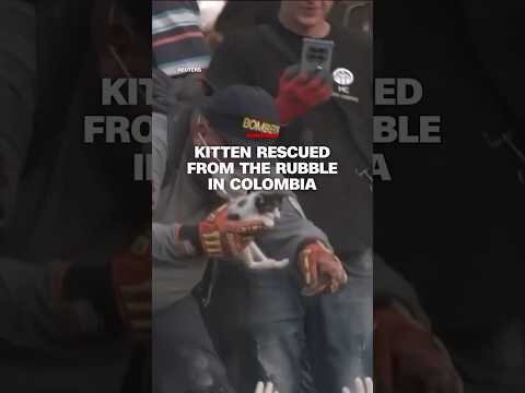 Kitten rescued from the rubble in Colombia