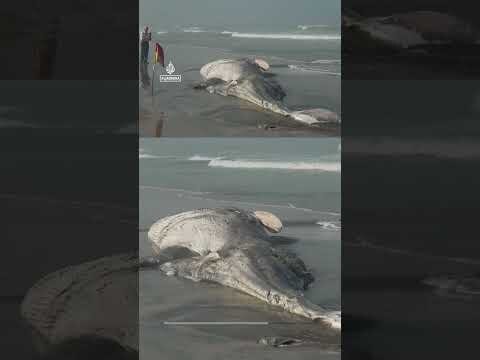 Dead whale washes ashore on beach in Mexico