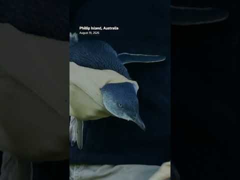 Australia vaccinates little penguins against bird flu