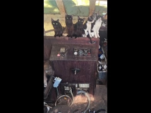 Dozens of cats found on abandoned boat in Washington state