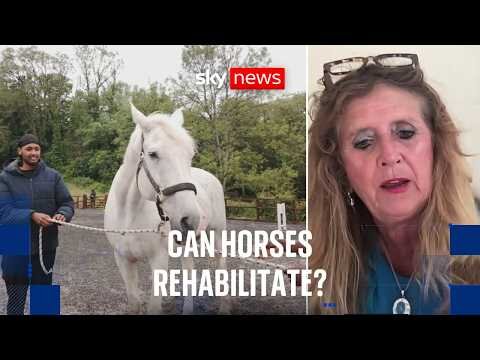 How horses are helping prisoners turn their lives around