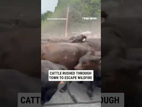Ranchers RUSH more than 150 cattle through town as wildfire closes in #foxnews #news #shorts #fire