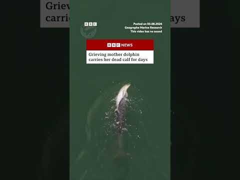 Grieving mother dolphin carries her dead calf for days. #Dolphin #Australia #BBCNews