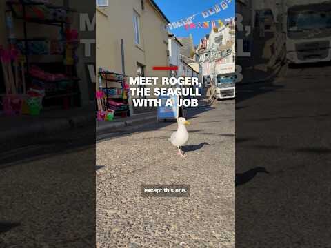 Meet Roger, the seagull with a job