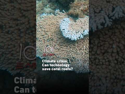 Climate crisis: Can technology save coral reefs?