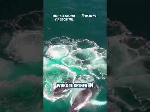 BREATHTAKING': Humpback whales bubble-net feeding off NY coast #shorts #foxnews #us