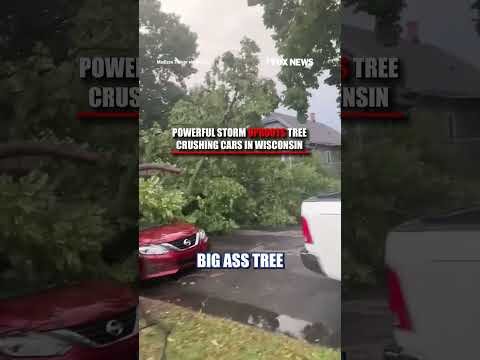 MASSIVE tree crushes cars during Milwaukee storm