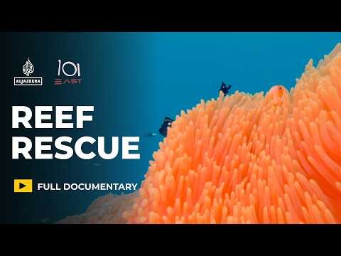 Can “super coral” and cooling the sea, save reefs from climate change?