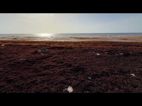 How a seaweed bloom is affecting tourism in Mexico