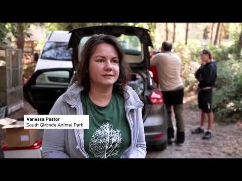 Animal refuge rescues wildlife fleeing French fires