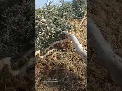 Palestinian farmers inspect olive trees bulldozed by Israeli forces