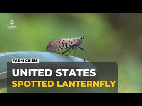 US fights invasive flies: Senators want funding for research