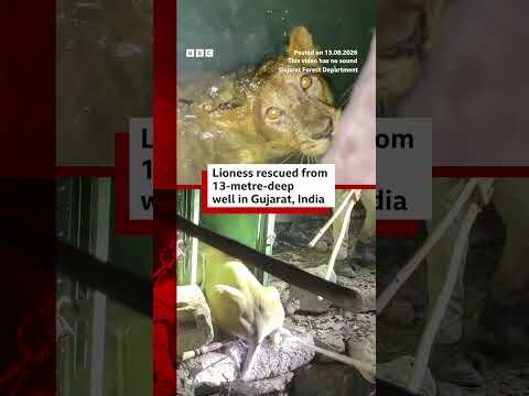 Lioness rescued from 13-metre-deep well in Gujarat, India #BBCNews
