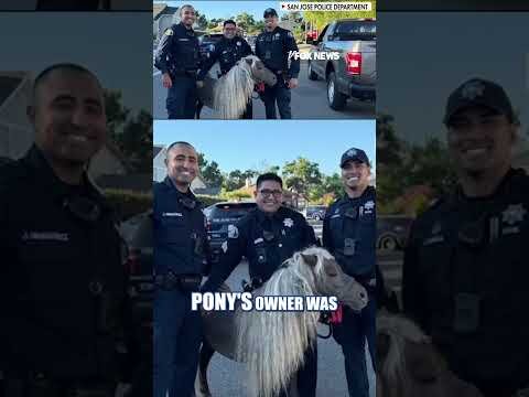 Cops 'HORSIN AROUND' with runaway pony #foxnews #news #us #fox