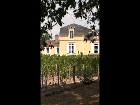 Are wildfires in France impacting Bordeaux’s famous vineyards?