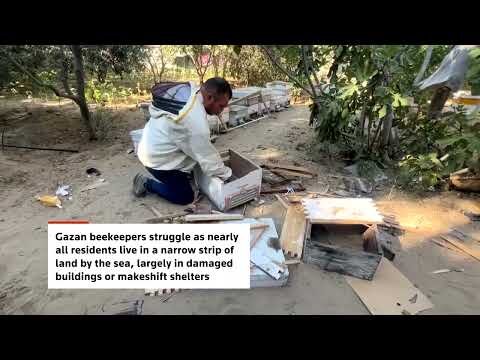 Gaza beekeepers struggle to rebuild