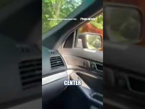 Horse takes police on WILD roadside chase #shorts #foxnews #us #news