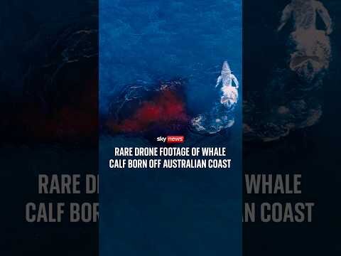 Rare drone footage of whale calf born off Australian coast