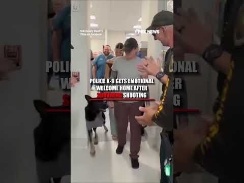 Police K-9 gets EMOTIONAL welcome after surviving shooting #shorts #us #police #k9 #dog