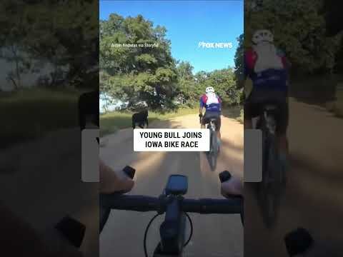 Young bull joins Iowa BIKE RACE #shorts #us #news #foxnews #viral #animals