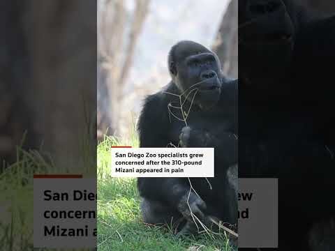 Doctors perform groundbreaking surgery on gorilla
