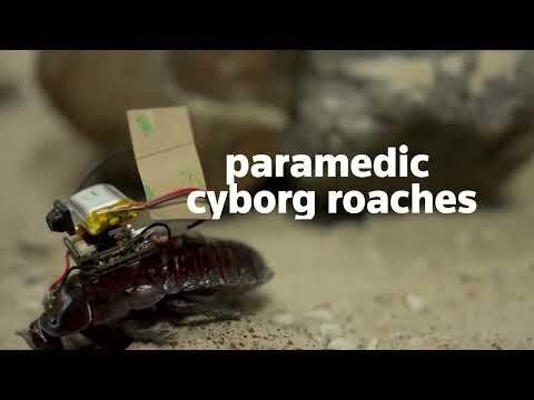Scientists turn cockroaches into cyborg rescue medics