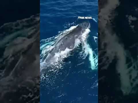 Rainbow forms in humpback whale's breath in beautiful moment #shorts #foxnews #world