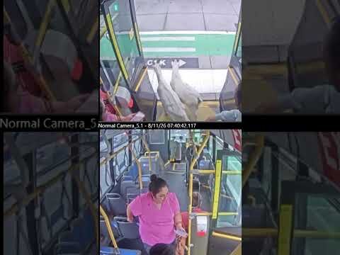 Goats board Portland bus before passengers usher them out