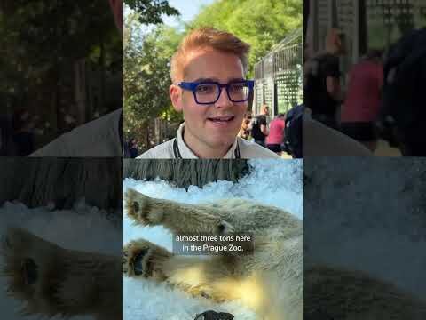 Polar bears chill out as heatwave hits Prague