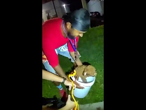 Police use cheese and bucket to rescue puppy from drain