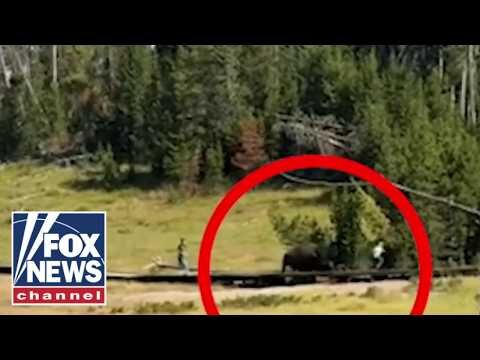 TERRIFYING moment bison charges child at Yellowstone