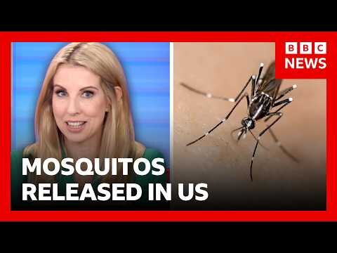 Thousands of mosquitos being released in Washington DC