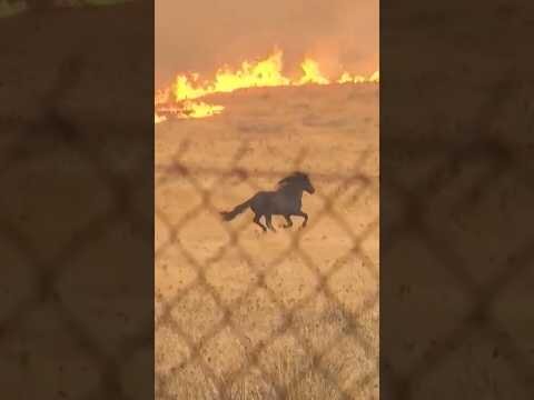 Horses run from flames as wildfire advances in Greece