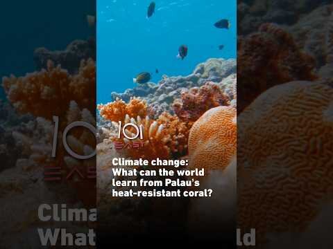 Climate change: What can the world learn from Palau’s heat-resistant coral?