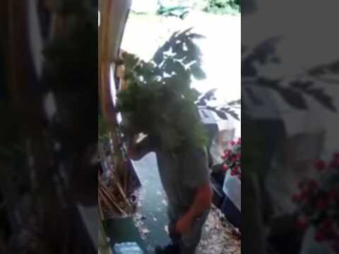 Suspected burglar uses plant to hide face from ring camera