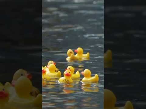 Rubber ducks race for charity