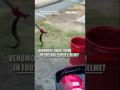 Venomous SNAKE found HIDING in football player's helmet #shorts #viral #football #snake
