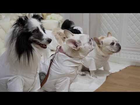 As Japan swelters, pet owners turn to fan-powered cooling suits