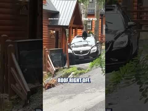 Mama bear and cubs RANSACK car outside Tennessee #shorts #foxnews #news #us