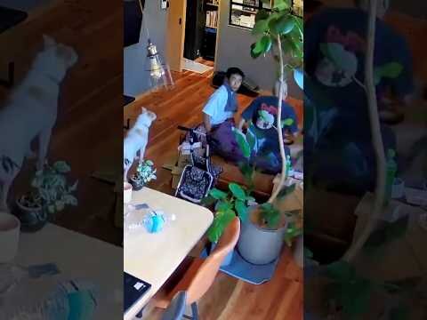 Home camera captures panic as Japan earthquake strikes
